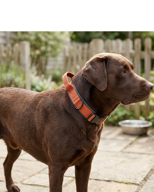 Nookn Padded Dog Collar 45-65 cm Rust Orange Integrated Handle - Lifestyle view