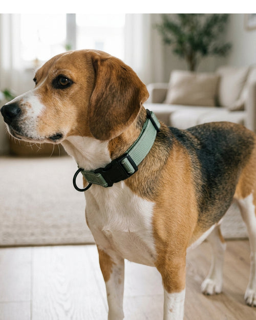 Nookn Adjustable Nylon Dog Collar 38-56 cm Sage Reflective Thread - Lifestyle view
